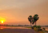 Rủ ngay hội bạn thân tới chụp ảnh “sống ảo” với cây thốt nốt hình trái tim ở An Giang nào!